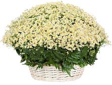 Цветочная композиция из Ромашки в корзине #REPLACE_PRED# Адыгейске